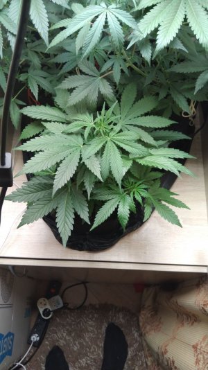 IMG_20220422_210352_696.jpg IMG_20220422_210352_696.jpg