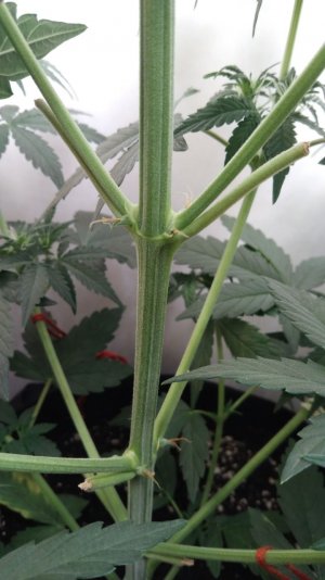 IMG_20220422_210311_256.jpg IMG_20220422_210311_256.jpg