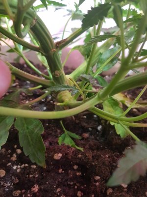 20220423_091459_optimized.jpg 20220423_091459_optimized.jpg