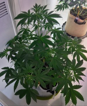 20220423_214931.jpg 20220423_214931.jpg