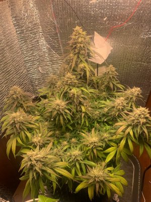 A73F9769-DAA2-41EC-91BD-2F7599A9D74F.jpeg A73F9769-DAA2-41EC-91BD-2F7599A9D74F.jpeg