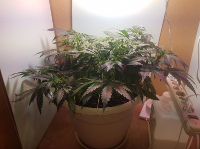 20220424_111212_optimized.jpg 20220424_111212_optimized.jpg