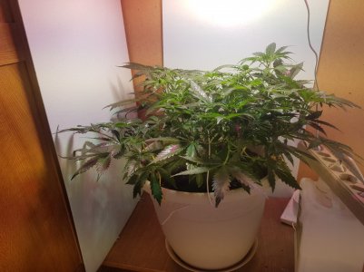 20220425_214224_optimized.jpg 20220425_214224_optimized.jpg