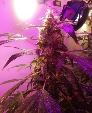 PSX_20220426_130323.jpg PSX_20220426_130323.jpg