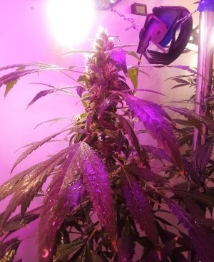 PSX_20220426_130249.jpg PSX_20220426_130249.jpg