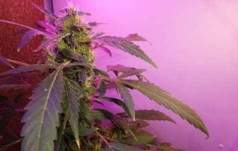 PSX_20220426_130401.jpg PSX_20220426_130401.jpg