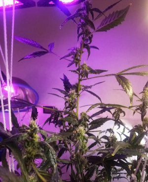 PSX_20220426_130218.jpg PSX_20220426_130218.jpg