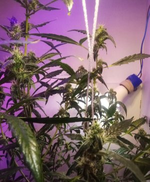 PSX_20220426_130104.jpg PSX_20220426_130104.jpg