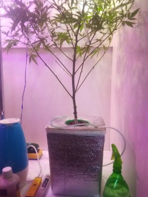 IMG_20220426_135458_107_copy_600x800.jpg IMG_20220426_135458_107_copy_600x800.jpg