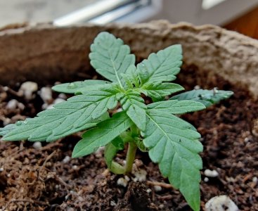 IMG_20220428_122344.jpg IMG_20220428_122344.jpg