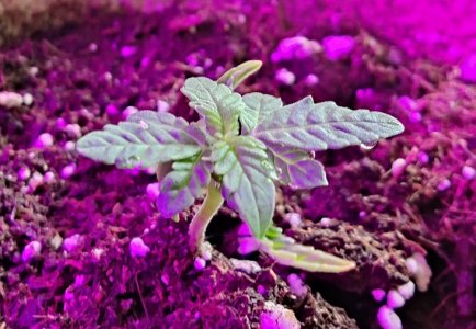 IMG_20220428_122408.jpg IMG_20220428_122408.jpg