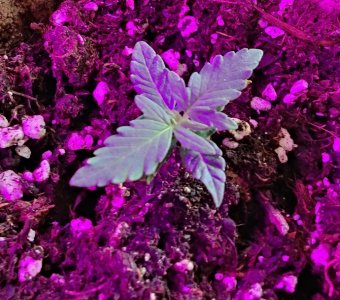 IMG_20220428_122419.jpg IMG_20220428_122419.jpg