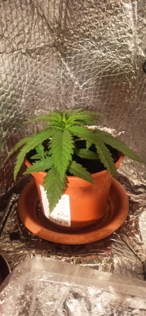 IMG_20220428_071941_copy_511x1106.jpg IMG_20220428_071941_copy_511x1106.jpg