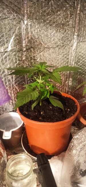 IMG_20220428_071936_copy_528x1143.jpg IMG_20220428_071936_copy_528x1143.jpg