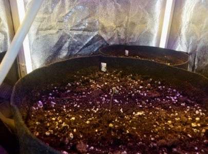 FA2CE0EE-3372-488F-AA01-B118ED0AA2DA.jpeg FA2CE0EE-3372-488F-AA01-B118ED0AA2DA.jpeg