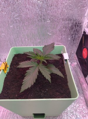 IMG_20220428_202716.jpg IMG_20220428_202716.jpg