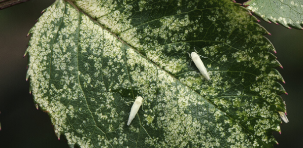 1651265238762.png 1651265238762.png