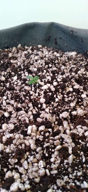 Compress_20220501_171547_7809.jpg Compress_20220501_171547_7809.jpg