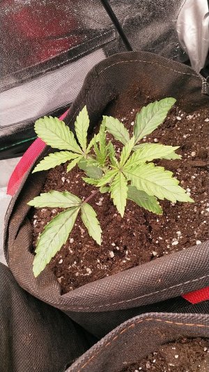 IMG_20220503_171035_570.jpg IMG_20220503_171035_570.jpg