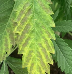 C907473C-58A5-4E1F-8427-46138A2CCF12.jpeg C907473C-58A5-4E1F-8427-46138A2CCF12.jpeg