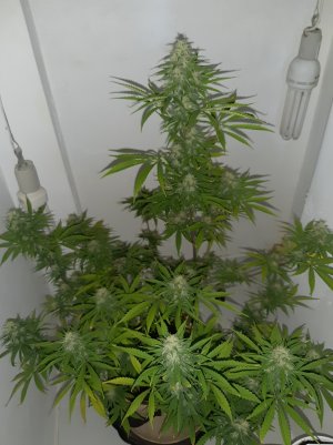 20220507_161217.jpg 20220507_161217.jpg