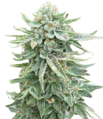 1755189525538.png 1755189525538.png