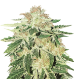 1755261408989.png 1755261408989.png