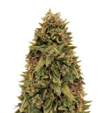 1755261423265.png 1755261423265.png