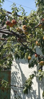 IMG_20250816_113554_269.jpg IMG_20250816_113554_269.jpg