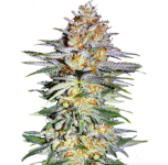 1755433490384.png 1755433490384.png