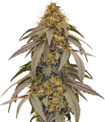 1755518310715.png 1755518310715.png