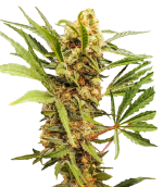 1755518326240.png 1755518326240.png