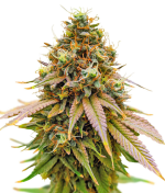 1755518343937.png 1755518343937.png