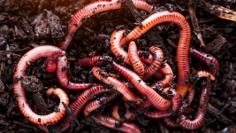 1755518385655.png 1755518385655.png