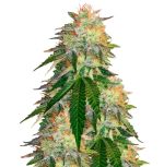 1755600155961.png 1755600155961.png