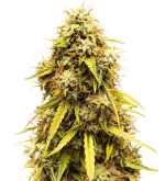 1755679699761.png 1755679699761.png