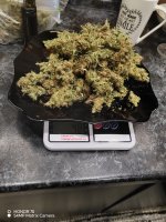 Первый раз щитай...