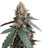 1755769256298.png 1755769256298.png