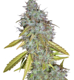 1755779932447.png 1755779932447.png