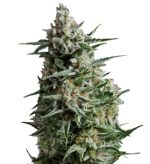 1755779945935.png 1755779945935.png