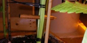 split-stem.jpg split-stem.jpg