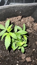 IMG_4213.jpeg IMG_4213.jpeg