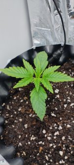 IMG_20250827_080808_951.jpg IMG_20250827_080808_951.jpg