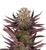 1756466872558.png 1756466872558.png