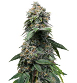 1756466887959.png 1756466887959.png