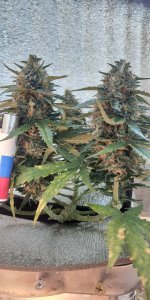 P50828-175130 (1).jpg