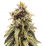 1756563936315.png 1756563936315.png