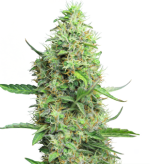 1756813137129.png 1756813137129.png