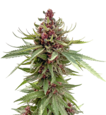 1756813165308.png 1756813165308.png