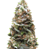 1756907091689.png 1756907091689.png